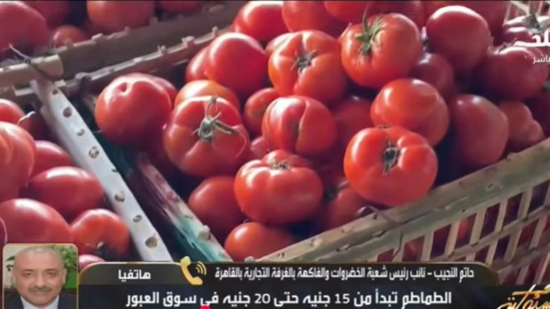 الطماطم