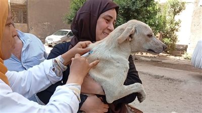 الجيزة تحاصر الكلاب الضالة وتحصن ٧٦٧٤ بشلتر إمبابة 