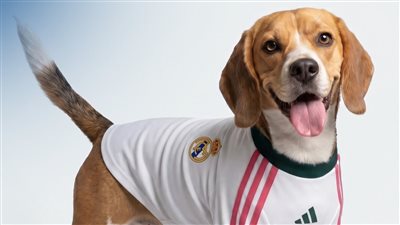 بتصميم نادي ريال مدريد.. أديداس تعلن عن حزمة قمصان مخصصة للكلاب