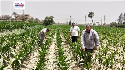 محافظ الفيوم يتابع جهود مديرية الزراعة في تعزيز التنمية الزراعية المستدامة