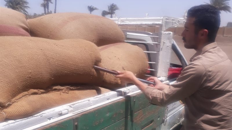 توريد القمح ببنى