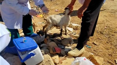 علاج 715 حالة خلال قافلة بيطرية مجانية بعيون موسى لدعم الثروة الحيوانية