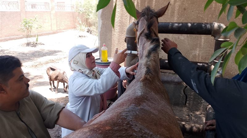 القافلة