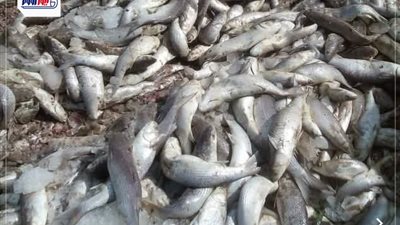 قبل وصولها للمواطنين.. ضبط طن ونصف أسماك بوري فاسدة بكفر الشيخ