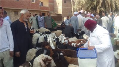 الجيزة تحصن 227 ألف رأس ماشية وتضبط 27 طنًا من اللحوم الفاسدة