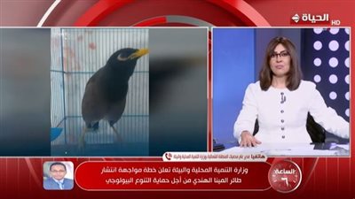 وزارة البيئة: طائر المينا الهندي غازي وخطر وينقل الأمراض في 20 محافظة