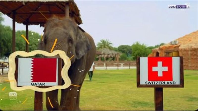 الفيل يتوقع فوز قطر