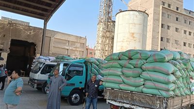 الجيزة: استلام أكثر من 500 ألف طن من القمح المحلي بمواقع التخزين بالصوامع