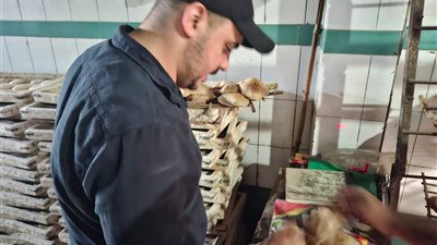 محافظ الغربية يتابع نتائج الحملات التموينية وسلامة الغذاء بطنطا