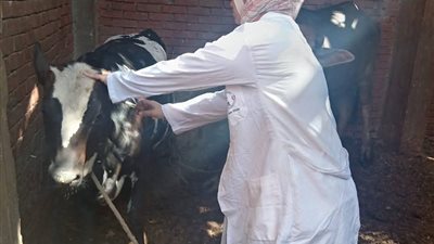 146 ألف رأس ماشية تحت الحماية في أكبر حملة تحصين بسوهاج