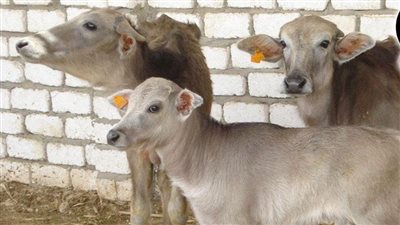 بتمويل 10.7 مليار جنيه.. المشروع القومي للبتلو يدعم 45.8 ألف مستفيد