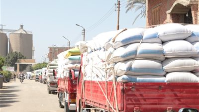 350 ألف طن قمح استلمتها مواقع بنى سويف منذ بداية موسم الحصاد
