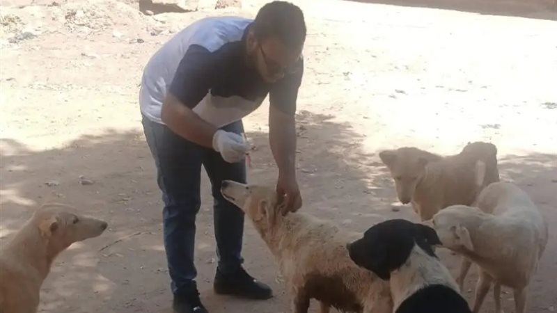 تحصين الكلاب الحرة