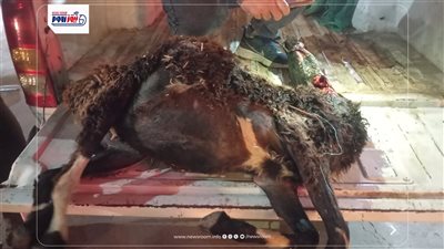 ضبط خروف نافق قبل بيعه للمواطنين في حملة تموينية بالفيوم