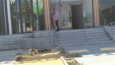الطب البيطري بدمياط يواصل تحصين الكلاب الحرة بمدينة دمياط الجديدة ضد السعار