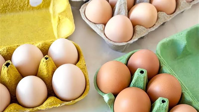 سعر كرتونة البيض