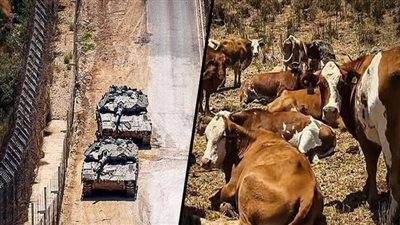 سرية الأبقار”.. مشروع إسرائيلي لتعزيز الوجود في الأراضي السورية  
