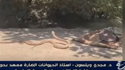 أستاذ حيوانات ضارة: الخوف من الثعابين أخطر من الثعابين نفسها أحيانا