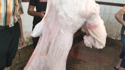 إعدام ذبيحة ضأن مصابة بالسل العام داخل مجزر شطا في دمياط 