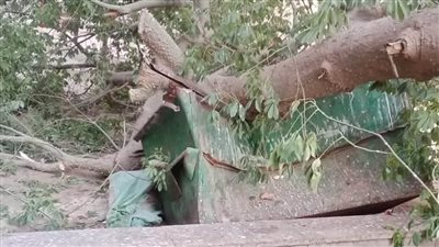 مصرع طفل اثر سقوط شجره عليه بكفر زلابية بمحافظة المنوفية