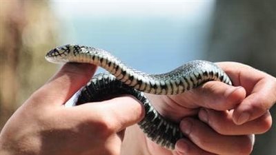 بعد ظهورها في عدد من الأماكن.. ما حكم قتل الثعابين؟