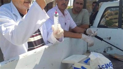 مديرية الطب البيطري تحصن 29 كلبا حرا بمدينة دمياط الجديدة لمواجهة السعار