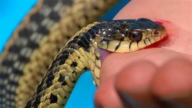 أماكن الحصول على