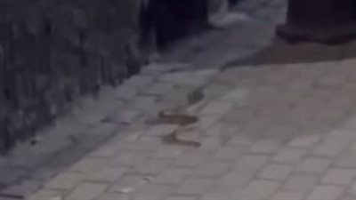 «خلوا بالكم يا جماعة».. ثعبان يتجول في شوارع التجمع الثالث يثير الذعر