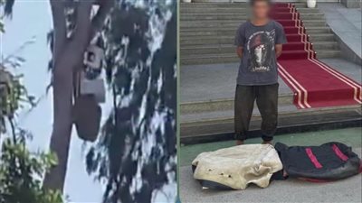 فيديو أثار الجدل.. ضبط منشئ عشة أعلى شجرة في الإسماعيلية| ما القصة؟