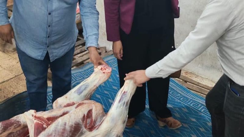 ضبط عجل بقري مذبوح