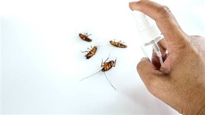 وداعًا لحشرات الصيف.. حلول ذكية وآمنة لحماية كل غرفة في منزلك