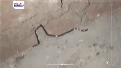 ظهور ثعبان ضخم بقرية أبوناعورة في سنورس.. والأهالي ينجحون في القضاء عليه