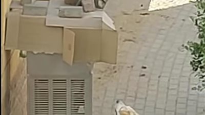 الكلب بيجري وراه.. ظهور نسناس تائه بالتجمع يثير دهشة المواطنين بشدة