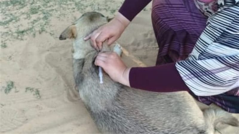 الطب البيطري بالإسماعيلية