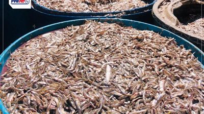 تموين سنورس يضبط طن و800 كيلو من أسماك البساريا غير الصالحة للاستهلاك الآدمي 