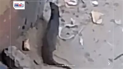 تداول فيديو لحيوان بري مجهول بأبشواي في الفيوم.. ومطالب بسرعة تحديد هويته
