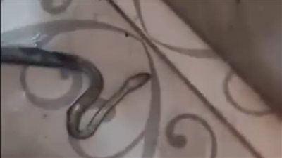 أهالى شبرا الخيمة يتداولون فيديو لخروج ثعبان من حمام المنزل 