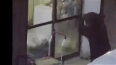 دب يقتحم مطبخ منزل في اليابان ويفتش الثلاجة بحثًا عن الطعام