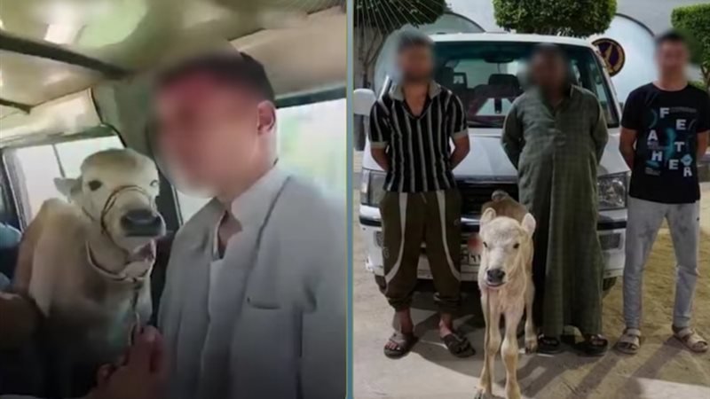 تحميل رأس ماشية داخل