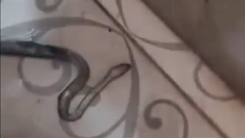 ثعبان بشبرا الخيمة