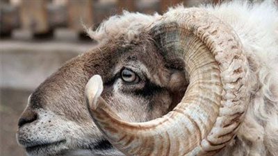 مصرع مسن في منطقة المعصرة.. خروف يهاجمه ويتسبب بوفاته
