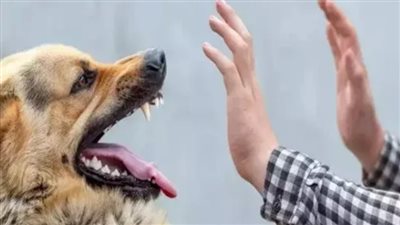 بجانب تمثالي ممنون.. كلب يعقر 9 مواطنين والأهالي: 