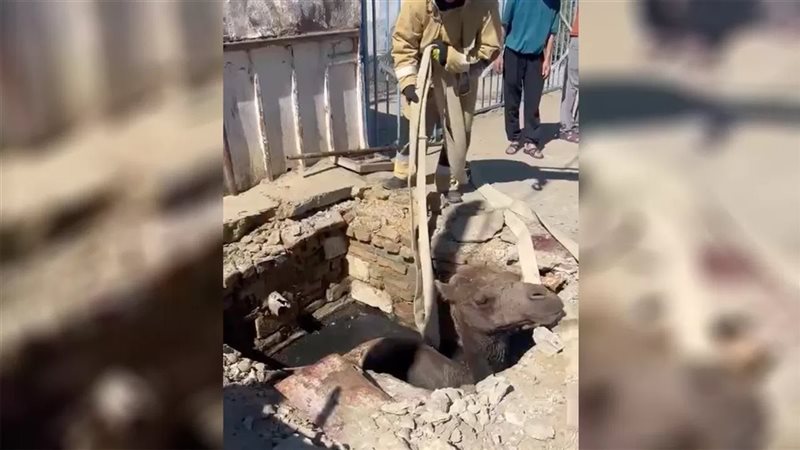 إنقاذ جمل سقط في