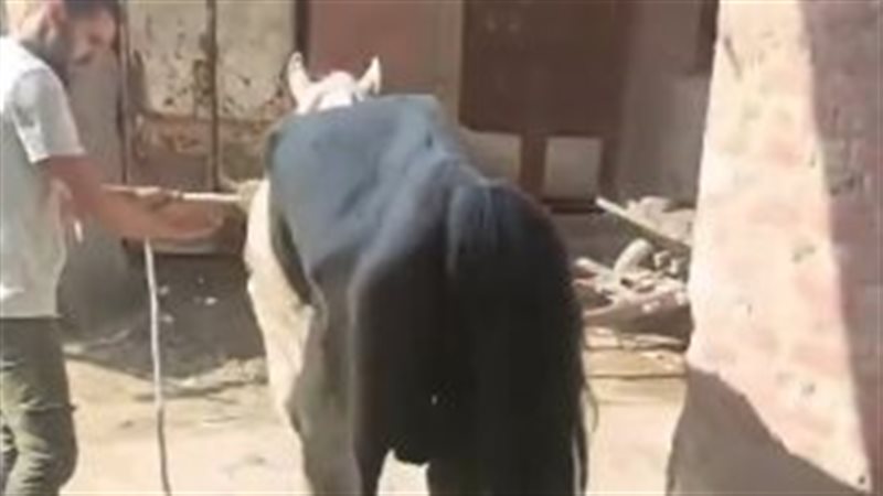الحصان