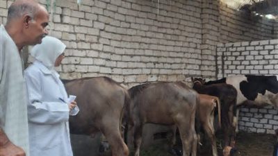 الطب البيطري بالسويس يكثف التقصي الوبائي لحماية الماشية من الجلد العقدي