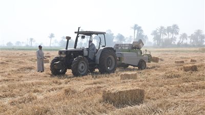 أكثر من 353 ألف طن قمح استلمتها مواقع بني سويف منذ بداية موسم الحصاد والتوريد 