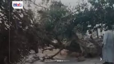 دون خسائر بشرية.. رفع شجرة سقطت على طريق تلات الفيوم وإعادة الحركة المرورية
