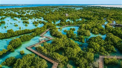 تيفاني آند کو تجدد التزامها بالاستدامة في أبوظبي وتزرع 1837 شجرة