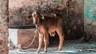 أمين الفتوى يوضح حكم نذر ذبح العجل: الوفاء واجب            