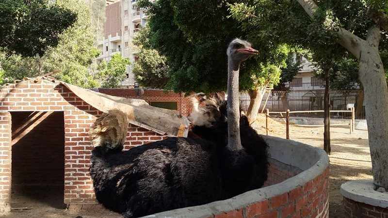 حديقة حيوان الفيوم